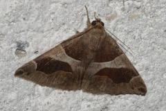 Passagère, papillon, Drôme, juin 2025