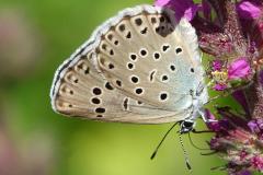 Azuré du Serpolet, papillon, Drôme, juillet 2026
