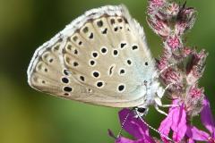 Azuré du Serpolet, papillon, Drôme, juillet 2026