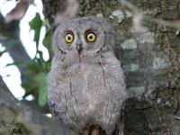 Petit-duc scops