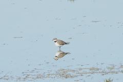 Petit gravelot, Camargue, avril 2026