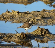 Petit gravelot, Delta de l'Ebre, décembre 2019