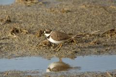 Petit gravelot, Delta de l'Ebre, décembre 2021