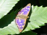 Petit Mars changeant