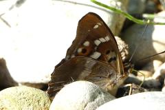 Petit Mars changeant, papillon, Drôme, mai 2026