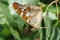 Petit Mars changeant, papillon, Drôme, juin 2025