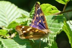 Petit Mars changeant, papillon, Drôme, juin 2025
