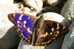 Petit Mars changeant, papillon, Drôme, juin 2026