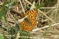 Petit nacré, papillon, Drôme, juin 2025