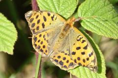 Petit nacré, papillon, Drôme, juillet 2025
