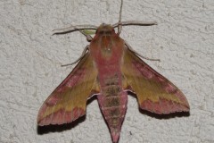 Petit Sphinx de la Vigne, papillon, Drôme, août 2025