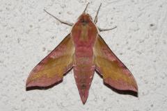 Petit Sphinx de la Vigne, papillon, Drôme, avril 2026