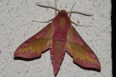 Petit Sphinx de la Vigne, papillon, Drôme, mai 2025