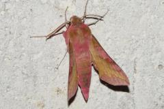 Petit Sphinx de la Vigne, papillon, Drôme, juin 2025