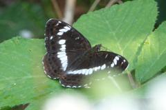 Petit Sylvain, papillon, Drôme, juin 2025