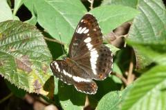 Petit Sylvain, papillon, Drôme, juin 2025