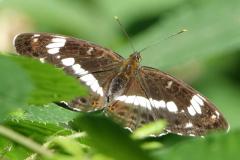 Petit Sylvain, papillon, Drôme, juin 2025