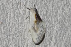 Petite Epine, papillon, Drôme, avril 2025
