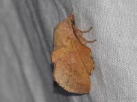 Petite feuille morte