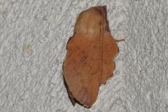 Petite feuille morte, papillon, Drôme, juillet 2025