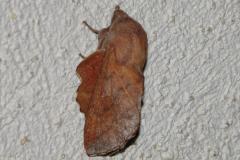 Petite feuille morte, papillon, Drôme, avril 2026