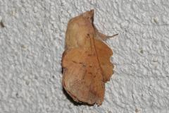 Petite feuille morte, papillon, Drôme, juillet 2025