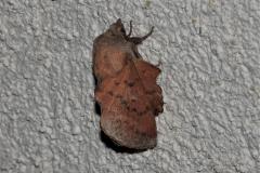 Petite feuille morte, papillon, Drôme, mai 2025