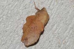 Petite feuille morte, papillon, Drôme, juin 2025