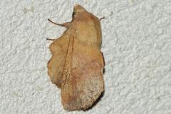 Petite feuille morte, papillon, Drôme, juillet 2026