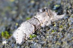 Petite queue-fourchue, papillon, Drôme, mars 2026