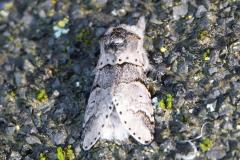 Petite queue-fourchue, papillon, Drôme, mars 2026