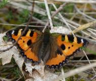 Petite tortue, Imago, Drôme, mai 2020