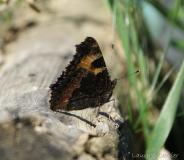 Petite tortue, Imago, Drôme, mai 2020