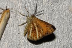 Phalène bordée, papillon, Drôme, juin 2025