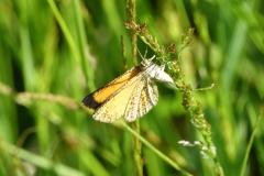 Phalène bordée, papillon, Drôme, juin 2025