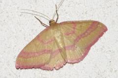 Phalène calabraise, papillon, Drôme, juin 2026