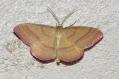 Phalène calabraise, papillon, Drôme, juin 2025