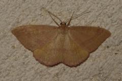 Phalène calabraise, papillon, Drôme, juin 2026