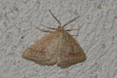 Phalène de l'arrête-boeuf, papillon, Drôme, juillet 2025