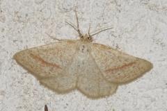 Phalène de l'arrête-boeuf, papillon, Drôme, juillet 2025