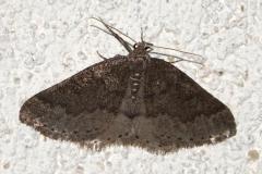 Phalène distincte, papillon, Drôme, mars 2026