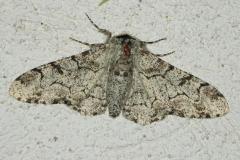 Phalène du Bouleau, papillon, Drôme, juillet 2026