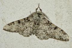 Phalène du Bouleau, papillon, Drôme, juillet 2026