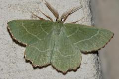 Phalène du buplèvre, papillon, Drôme, juin 2026