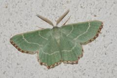 Phalène du buplèvre, papillon, Drôme, juillet 2025