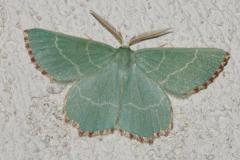 Phalène du buplèvre, papillon, Drôme, juillet 2025