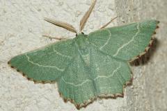 Phalène du buplèvre, papillon, Drôme, juillet 2026