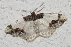 Phalène du fusain, papillon, Drôme, avril 2026