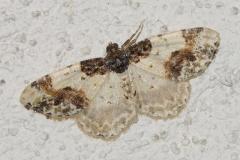 Phalène du fusain, papillon, Drôme, juillet 2025