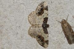 Phalène du fusain, papillon, Drôme, juillet 2025